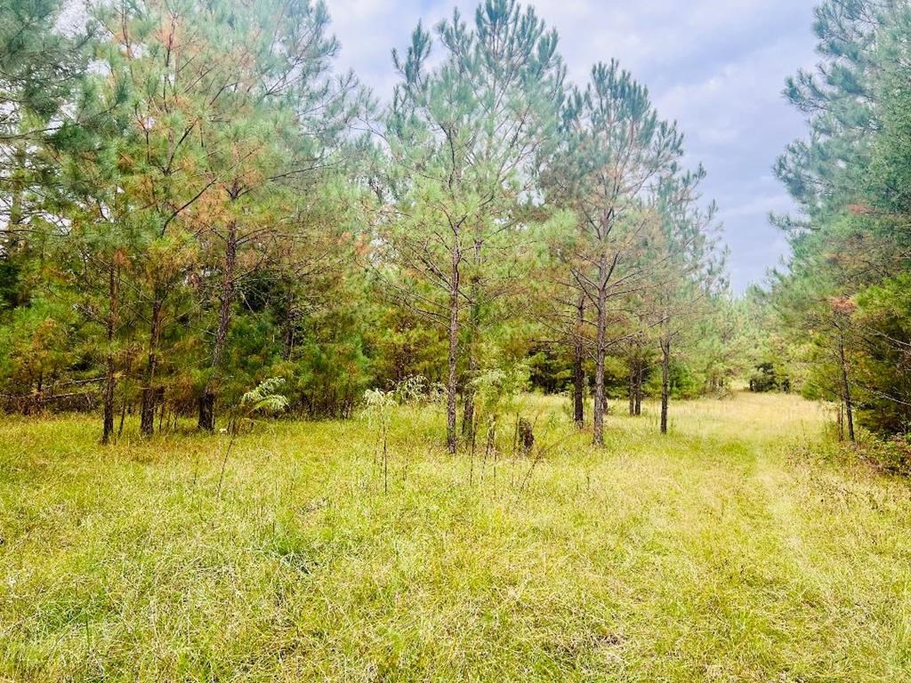 906 Old Hodges Road Abbeville, SC 29620 - Photo 4 of 65 Gallery Image 4