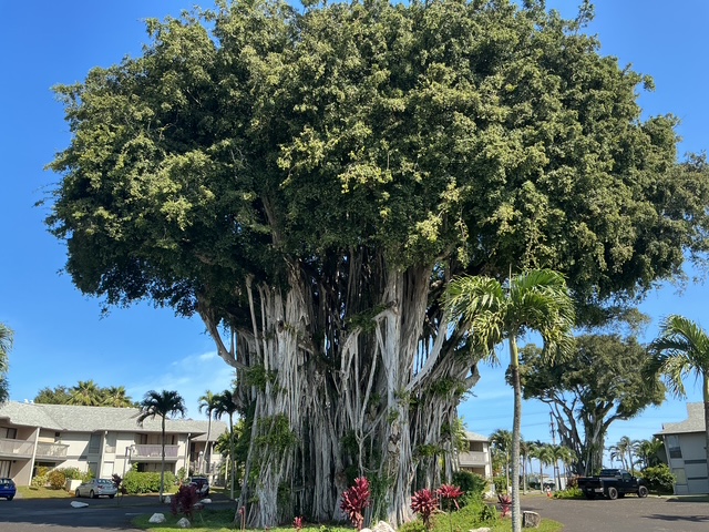 4121 Rice Street, Unit 402 Lihue, HI 96766 - Photo 12 of 20 a view of city street with a large tree