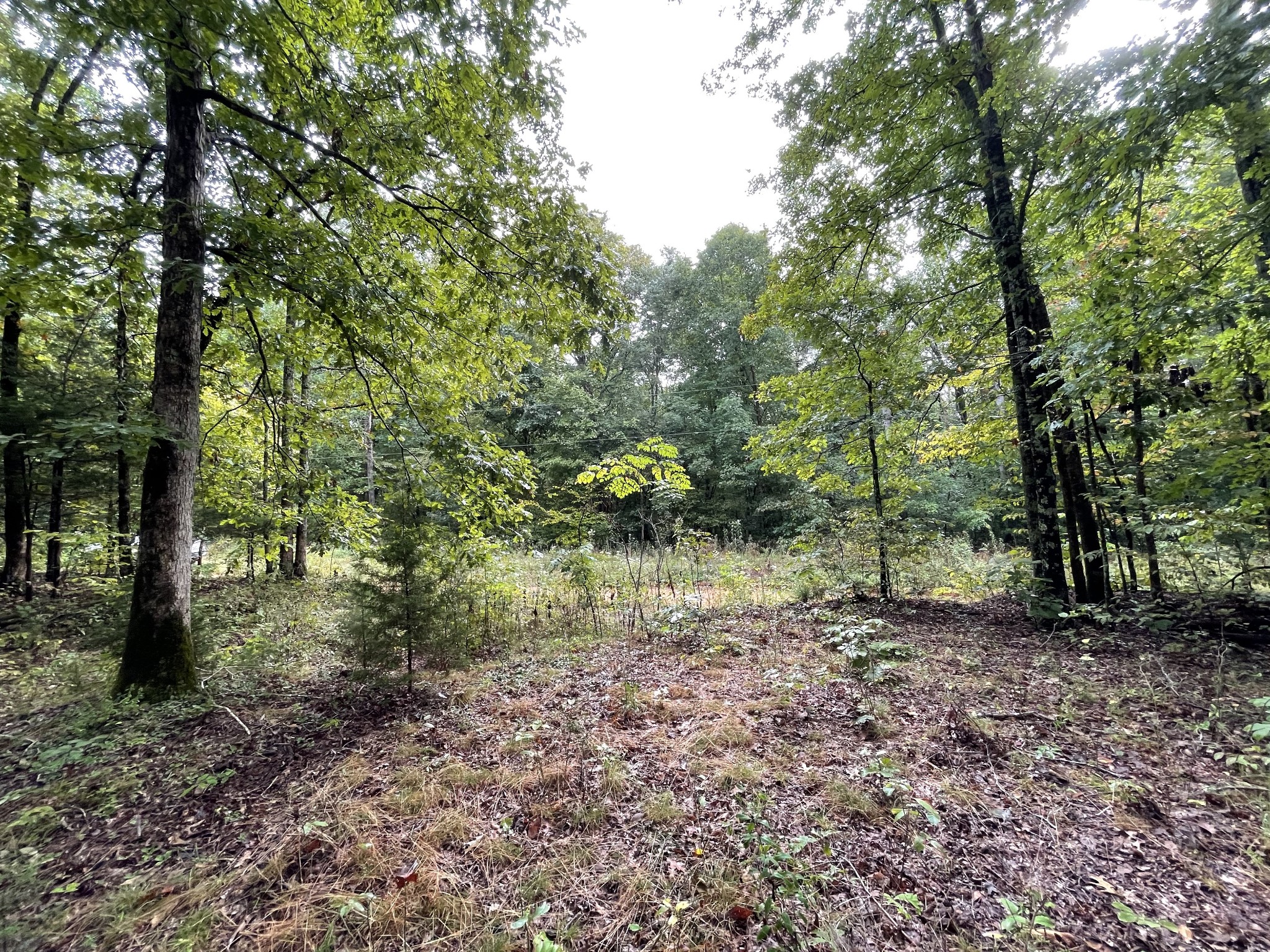 0 School House Road Primm Springs, TN 38476 - Photo 1 of 18 a view of a forest filled with trees