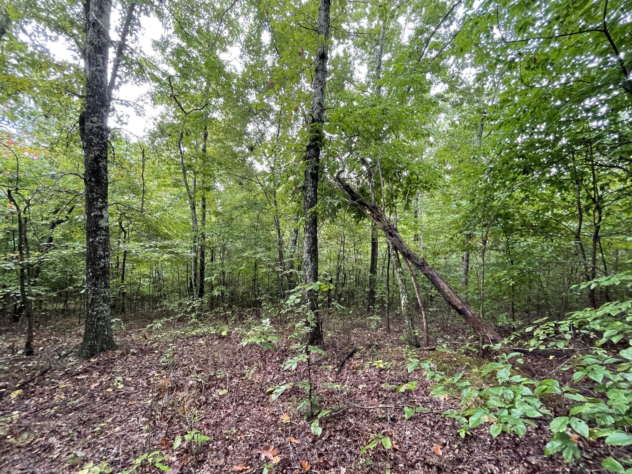 0 School House Road Primm Springs, TN 38476 - Photo 14 of 18 a view of a forest with trees in the background