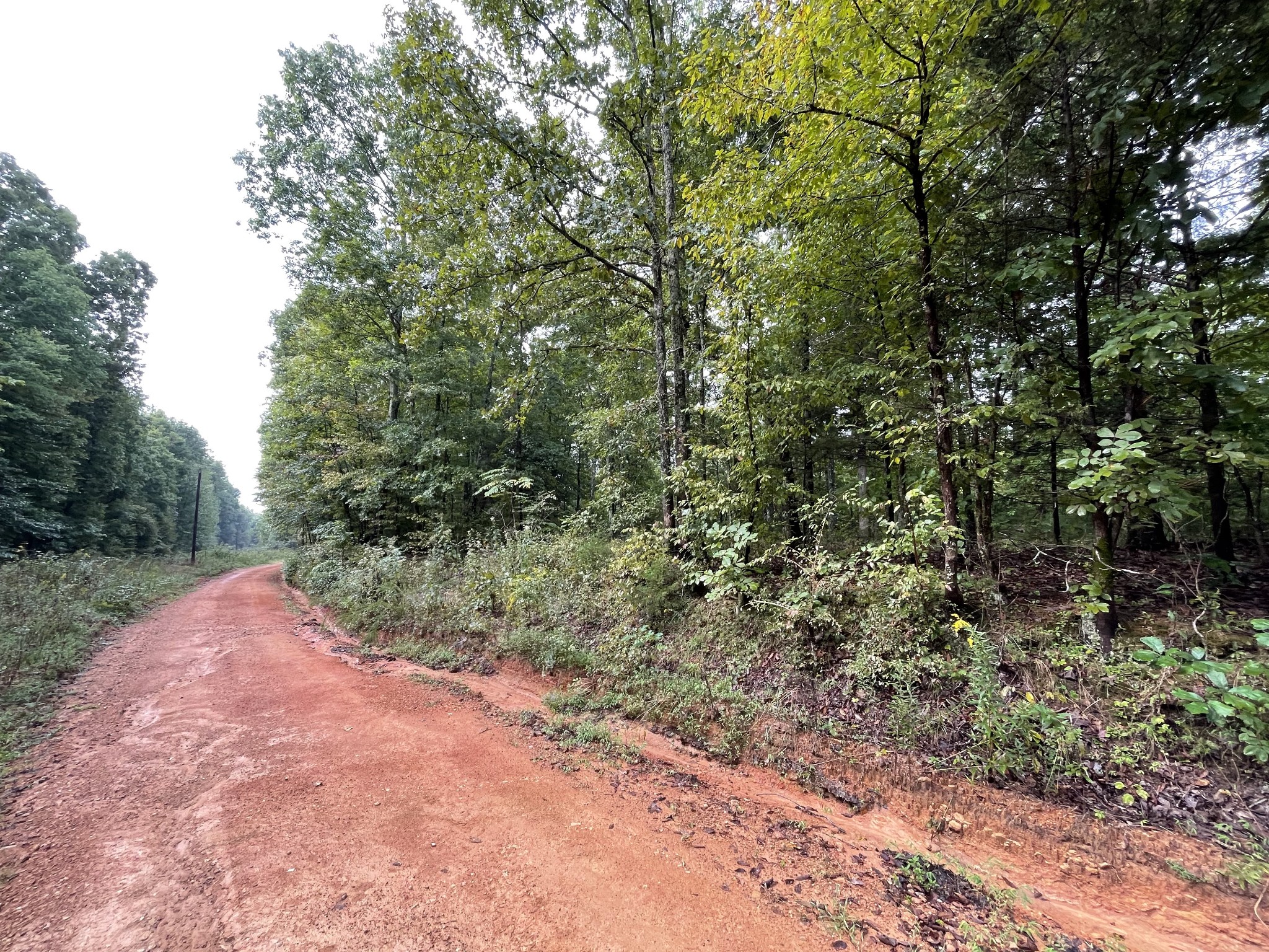 0 School House Road Primm Springs, TN 38476 - Photo 3 of 18 a view of a yard with plants and trees