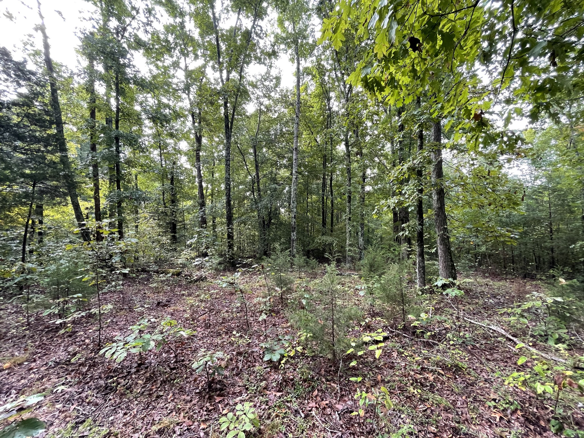 0 School House Road Primm Springs, TN 38476 - Photo 5 of 18 a view of a forest with trees in the background