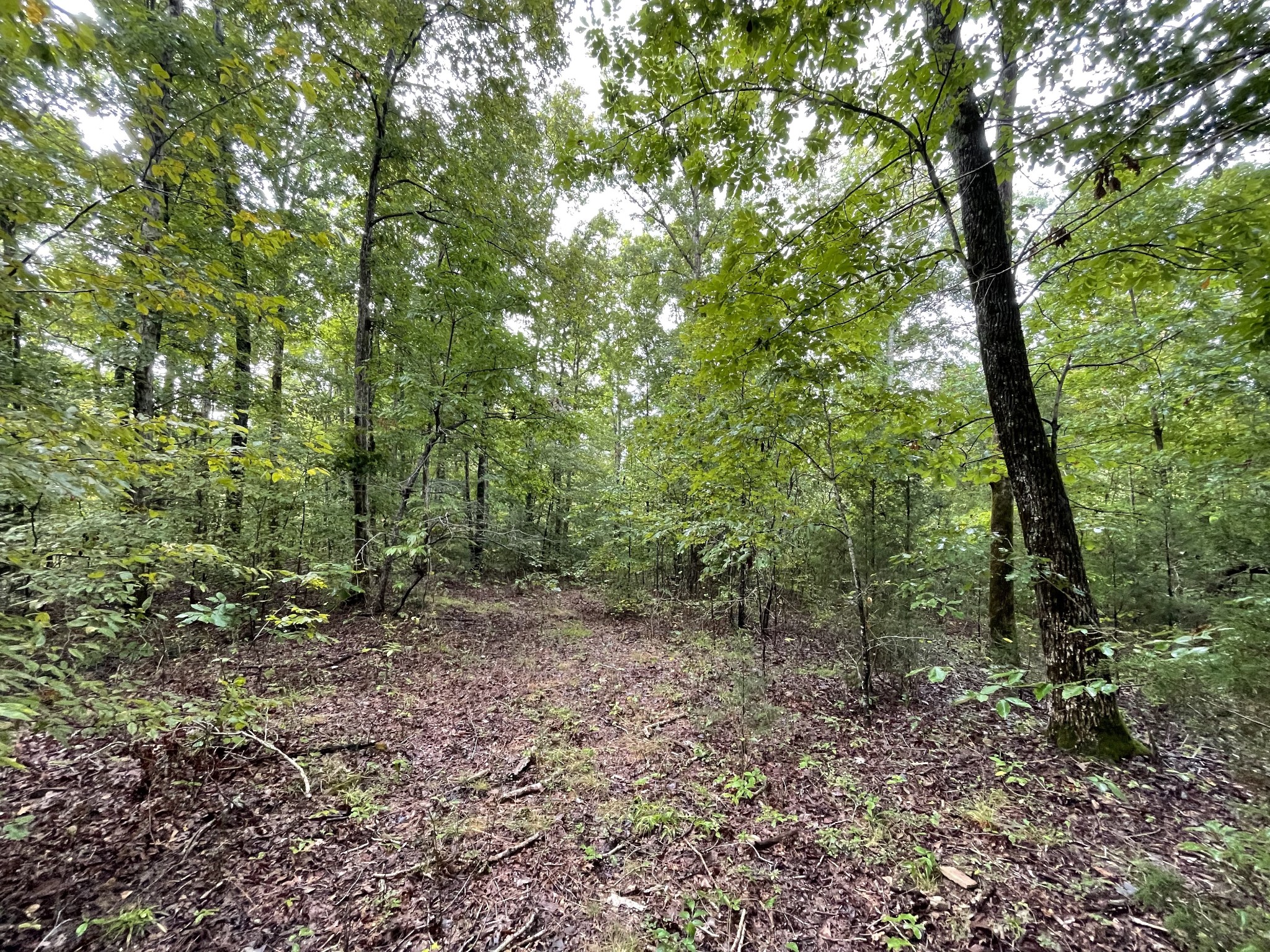 0 School House Road Primm Springs, TN 38476 - Photo 7 of 18 a view of a forest with trees in the background