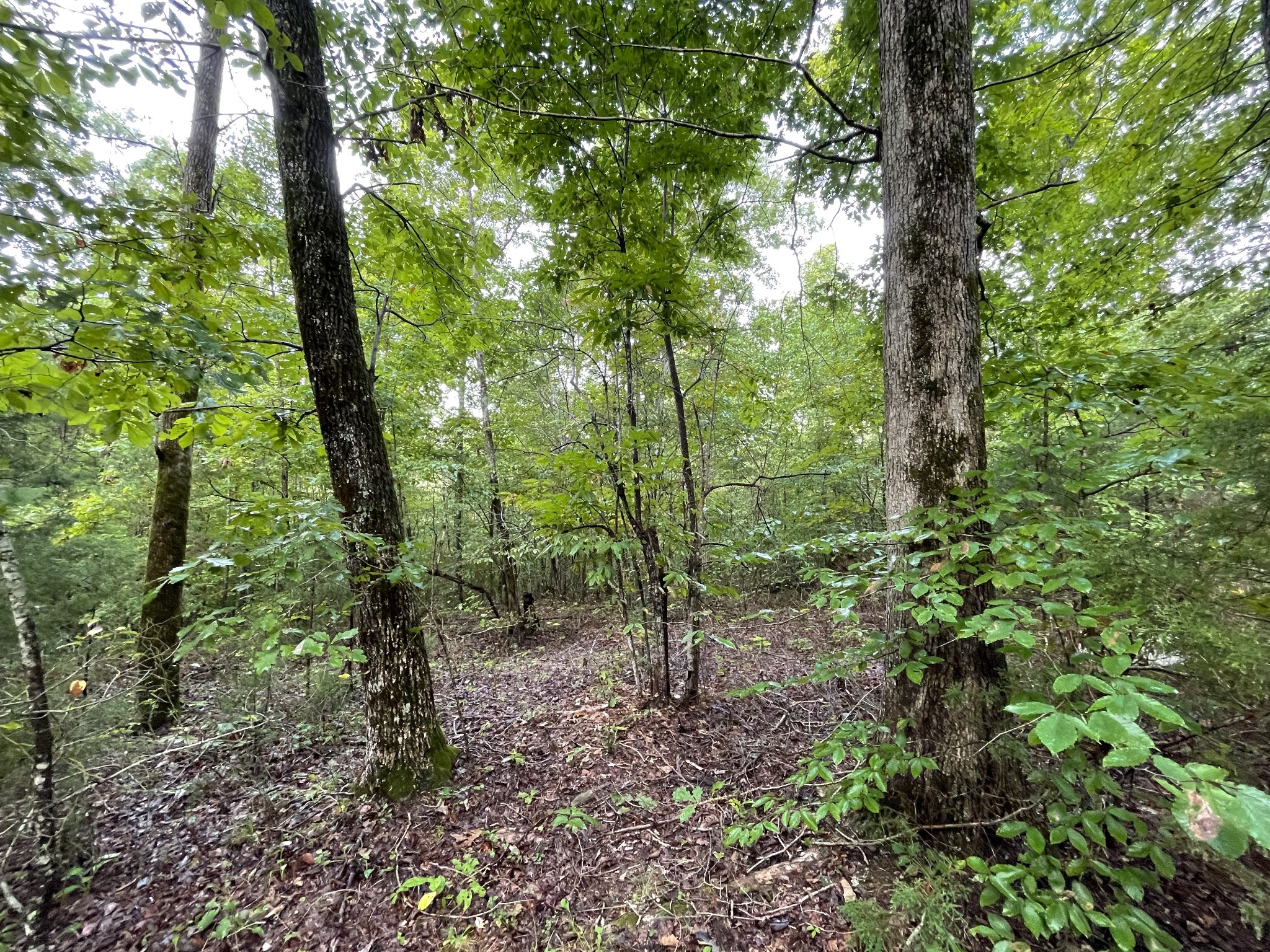 0 School House Road Primm Springs, TN 38476 - Photo 8 of 18 a view of a forest with trees