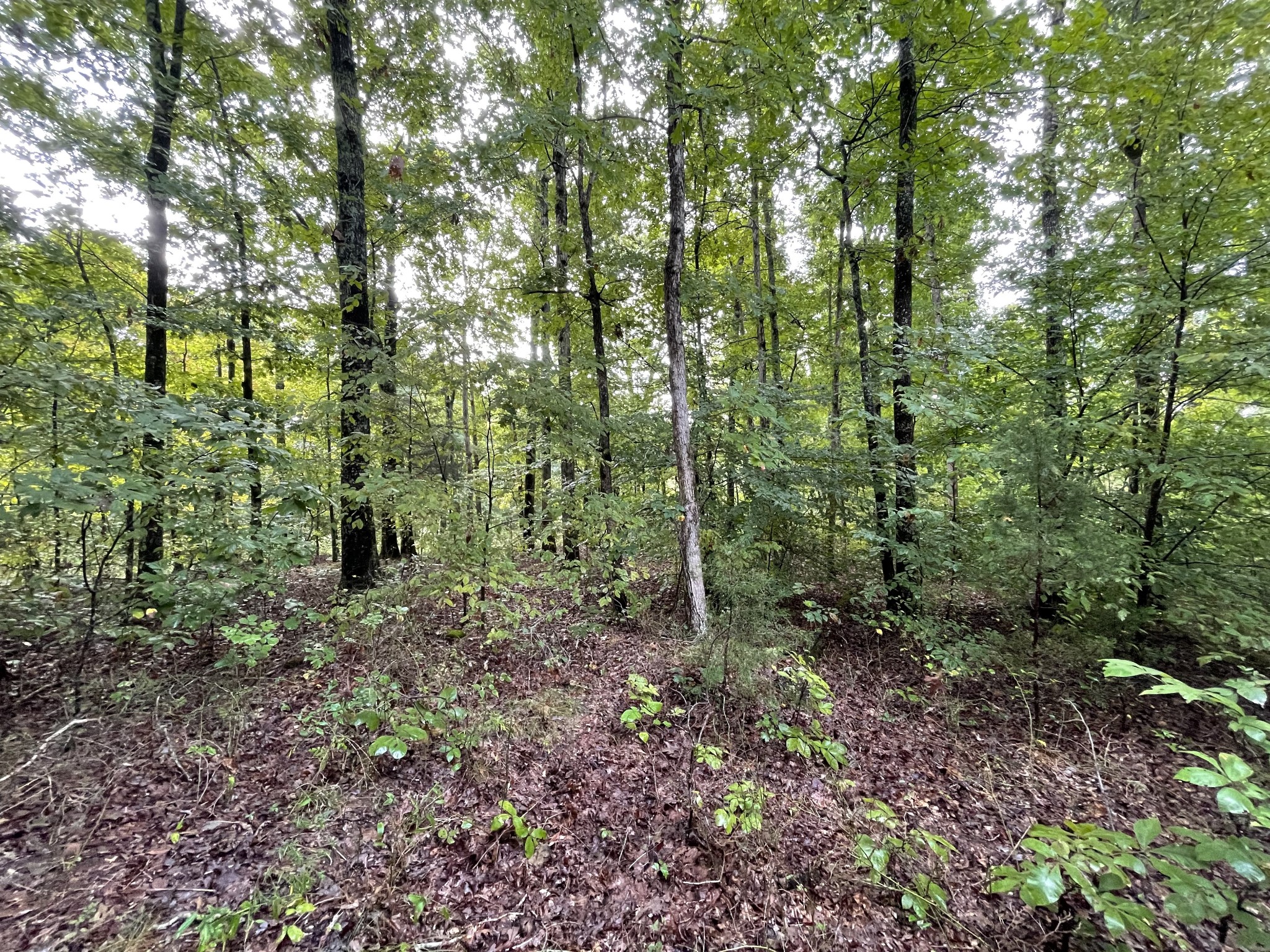 0 School House Road Primm Springs, TN 38476 - Photo 9 of 18 a view of a forest that has large trees