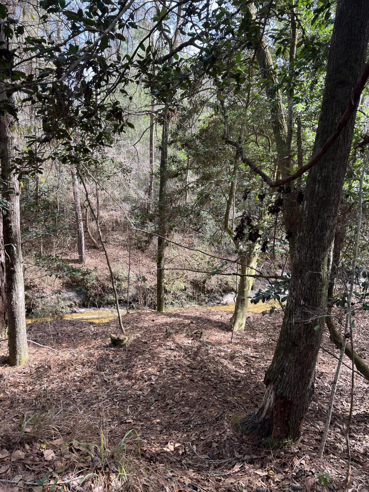 Mature Trees