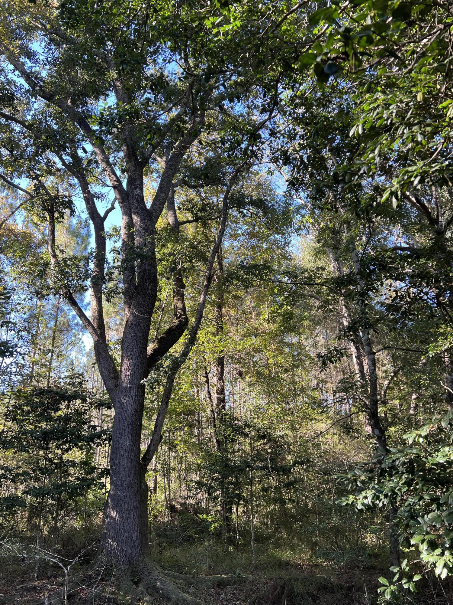 Lot 4 Jack Road Laurel Hill, FL 32567 - Photo 8 of 10 0FCB09C6-259B-479F-BEA4-FD76E89E544C