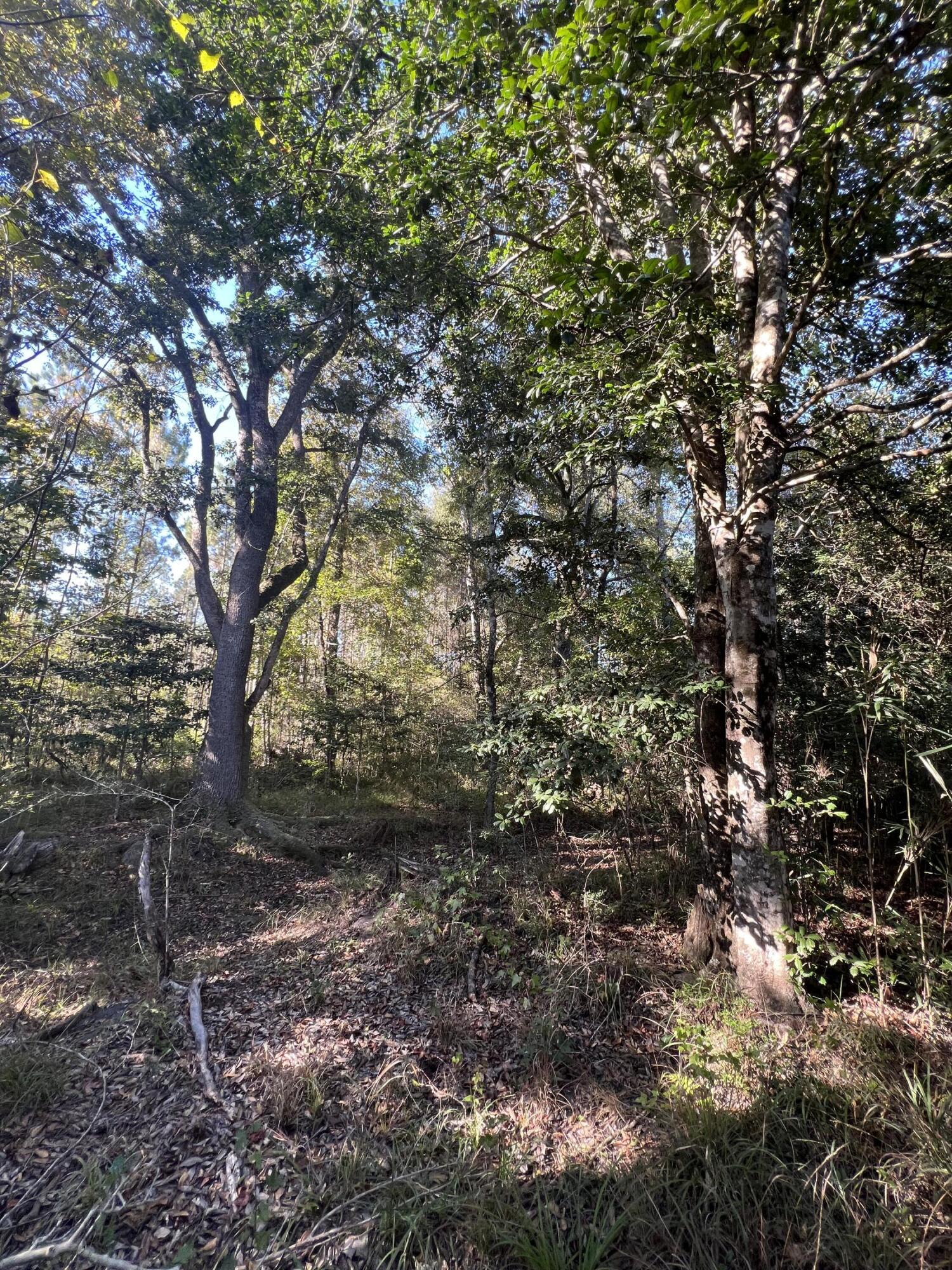 Lot 4 Jack Road Laurel Hill, FL 32567 - Photo 9 of 10 95FBED80-E8DA-468F-A66F-4E714E09E97B