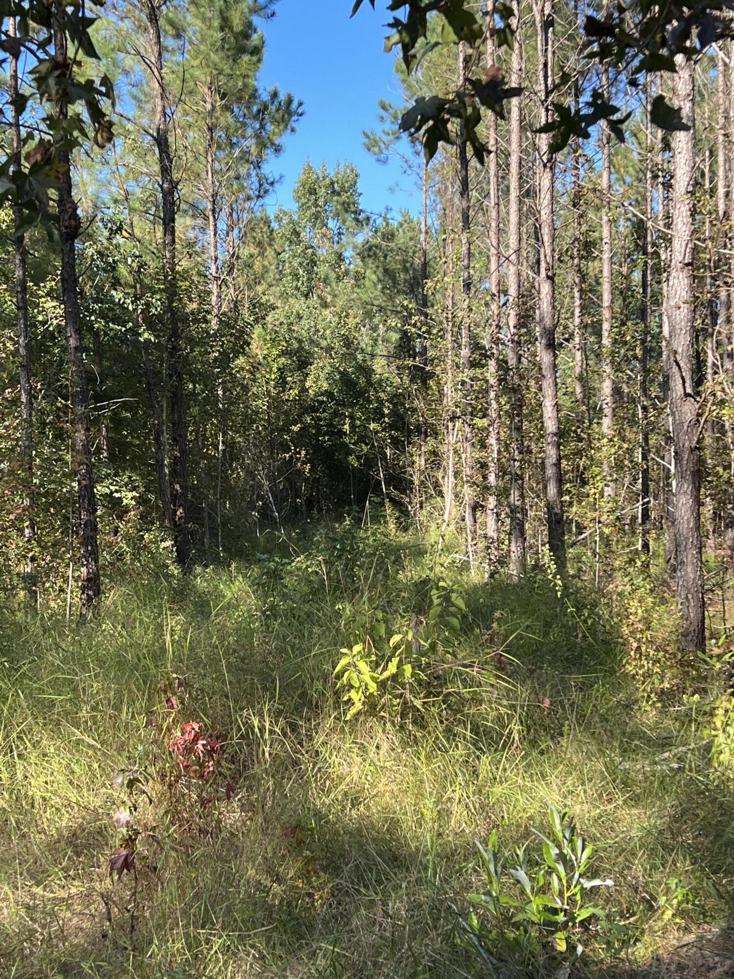 Lot 4 Jack Road Laurel Hill, FL 32567 - Photo 10 of 10 E1878D00-A47B-4A16-A8A1-08D8E9EBDC82