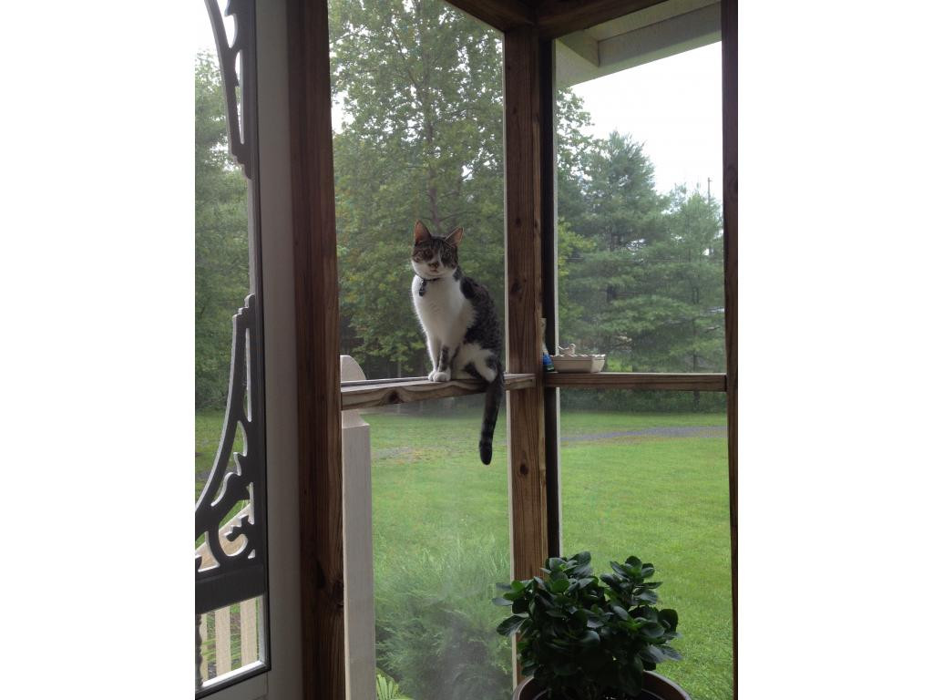 129 Wampler Road Bristol, TN 37620 - Photo 21 of 24 Kitty Loves Screened Deck