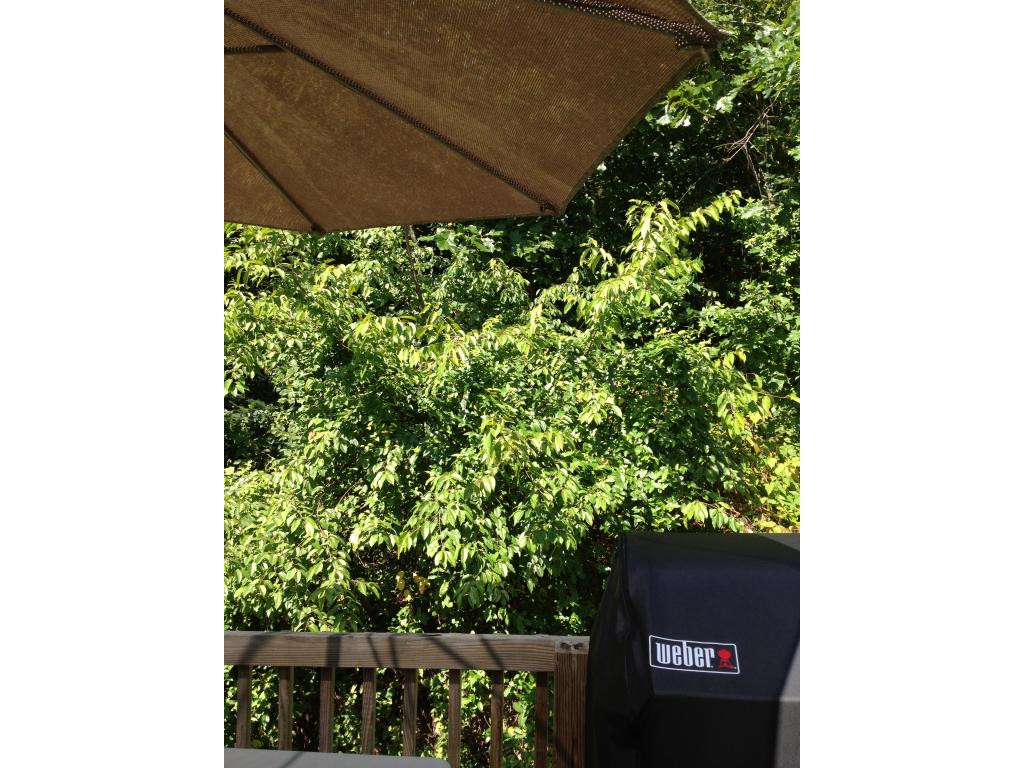 129 Wampler Road Bristol, TN 37620 - Photo 6 of 24 GrillingWooded Hillside View