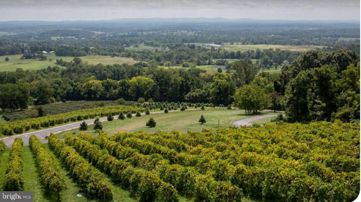 32651 Mt Weather Road Bluemont, VA 20135 - Photo 115 of 117 Bluemont Vineyard, Dirt Farm Brewing destinations.