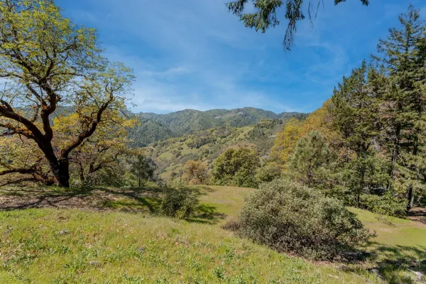 a view of a yard with a tree