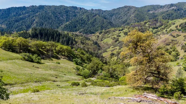 a view of a yard with a tree