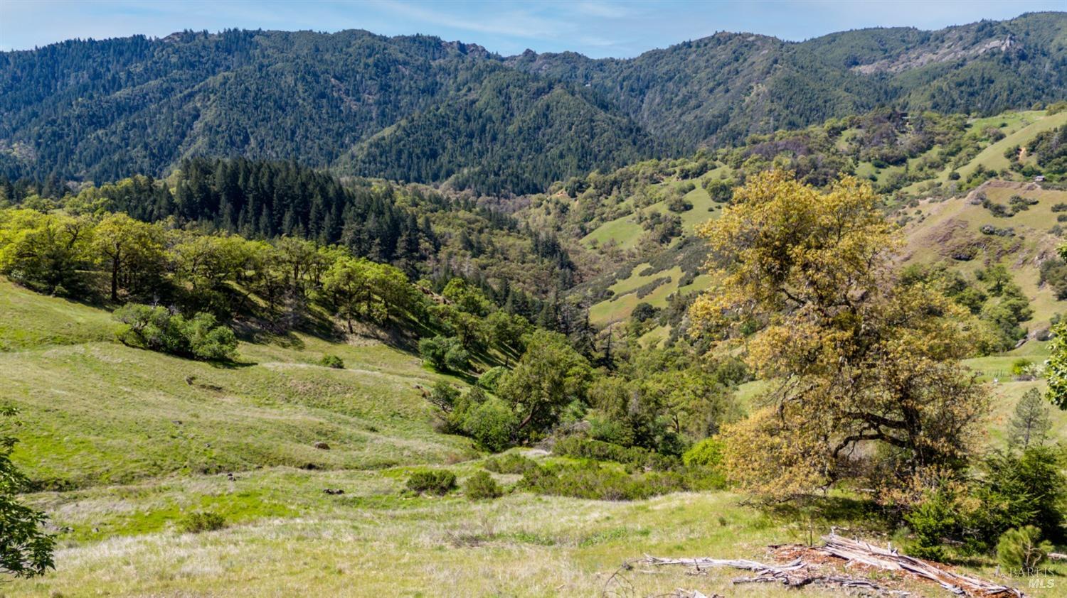 15800 Ridgeview Road Willits, CA 95490 - Photo 8 of 10 a view of a yard with a tree