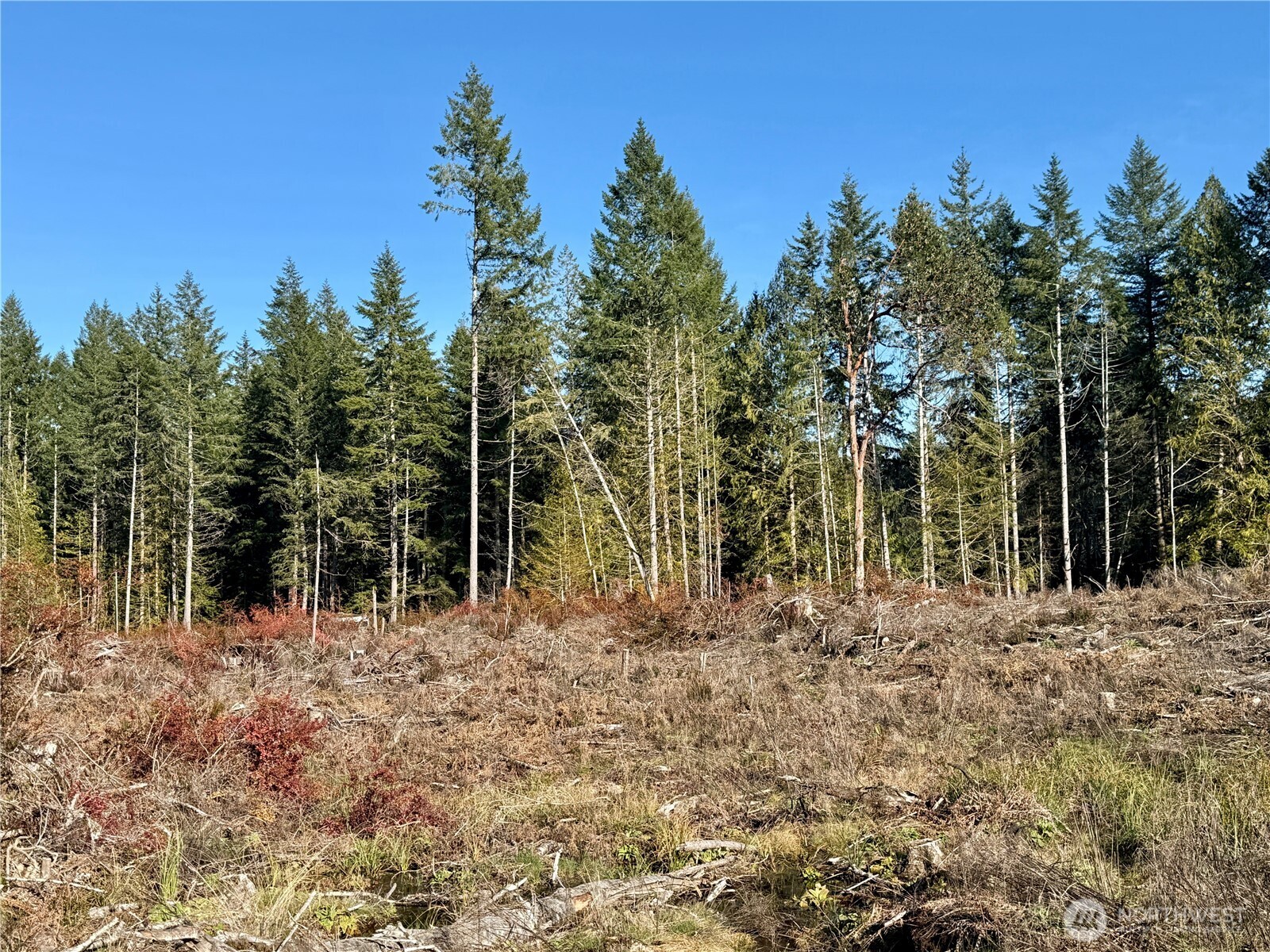 260 East Solbakk Veien Road Shelton, WA 98584 - Photo 17 of 38 a view of outdoor space with trees