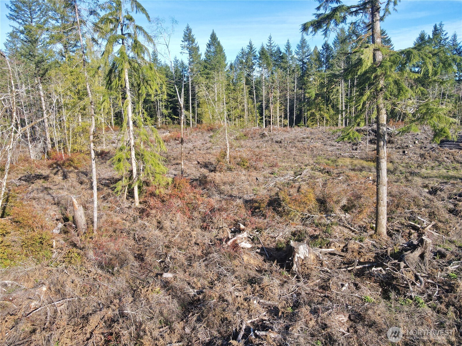 260 East Solbakk Veien Road Shelton, WA 98584 - Photo 18 of 38 a view of a yard with plants and trees