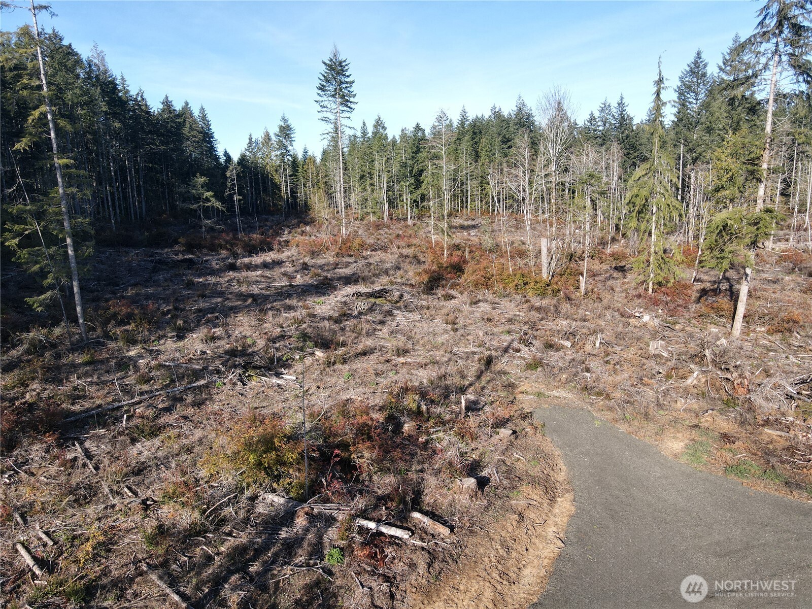 260 East Solbakk Veien Road Shelton, WA 98584 - Photo 21 of 38 a view of a forest with trees