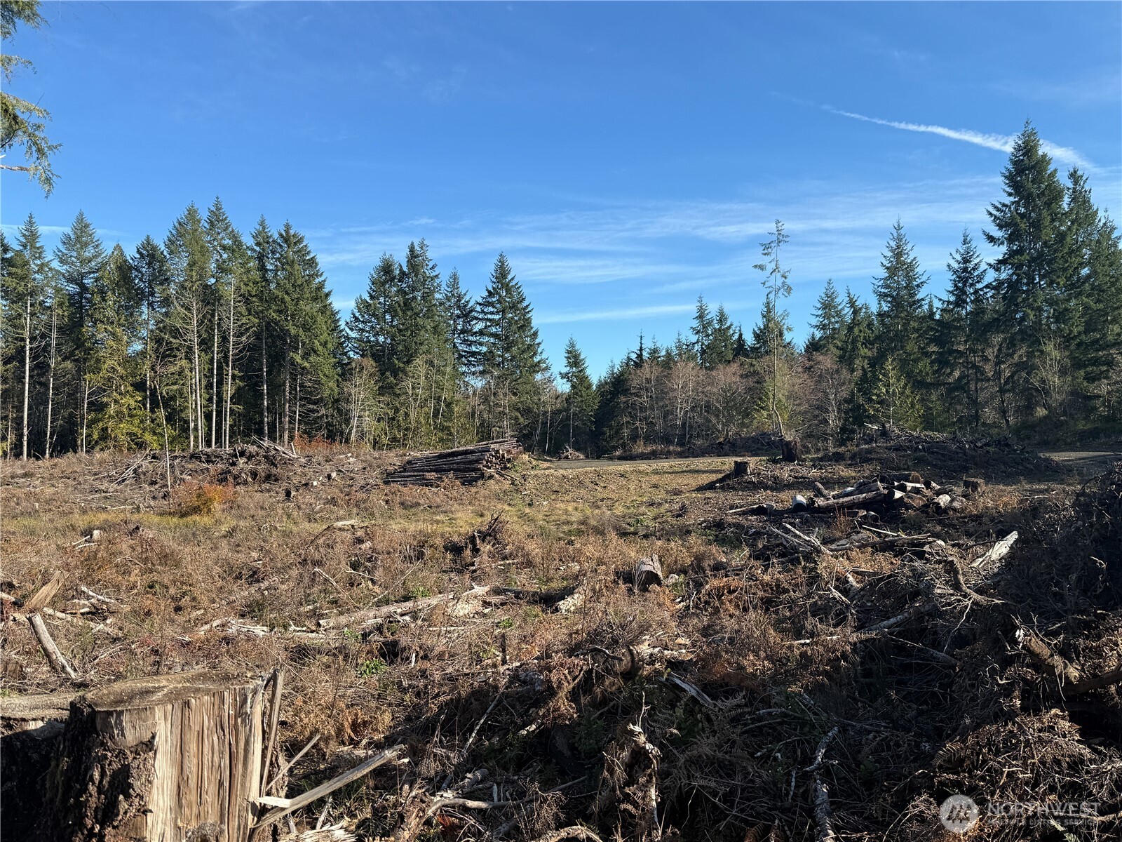 260 East Solbakk Veien Road Shelton, WA 98584 - Photo 22 of 38 a view of a forest with a tree in the background