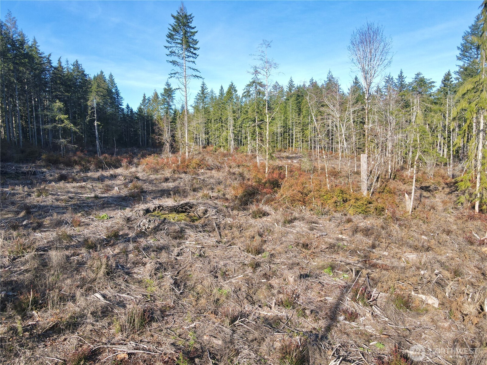 260 East Solbakk Veien Road Shelton, WA 98584 - Photo 29 of 38 a view of a yard with trees houses