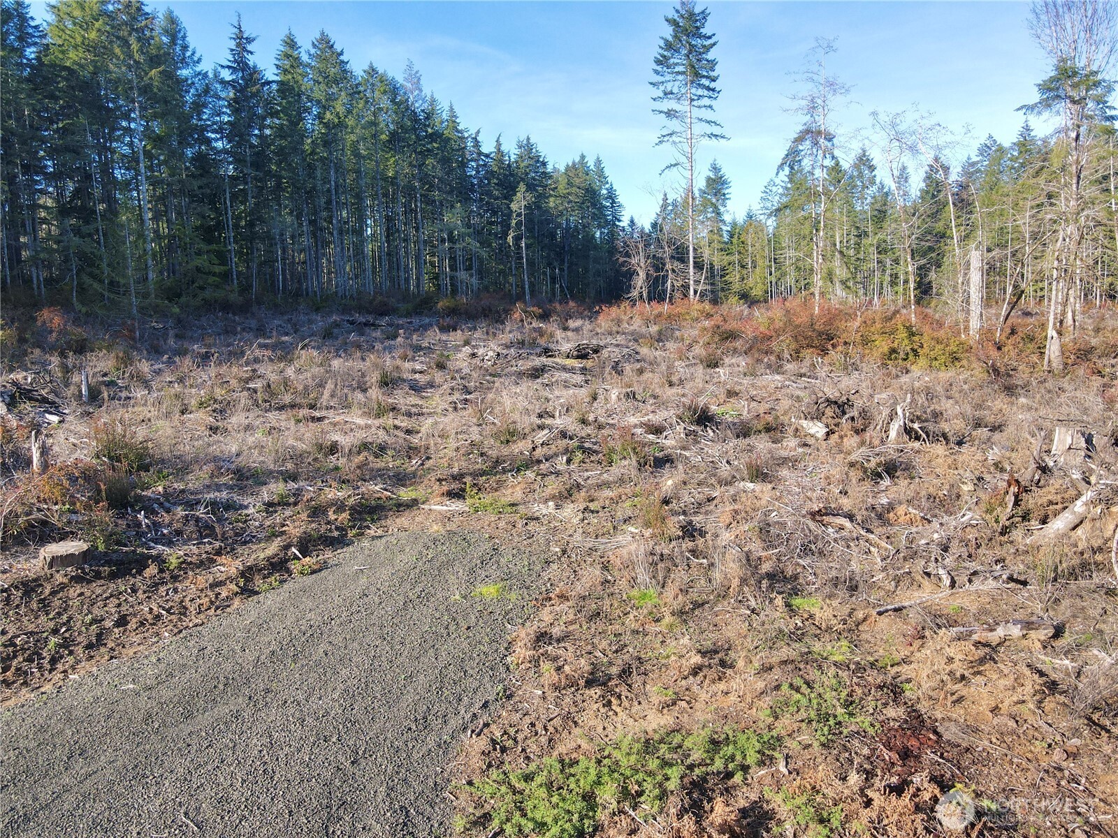 260 East Solbakk Veien Road Shelton, WA 98584 - Photo 4 of 38 a view of a yard with trees