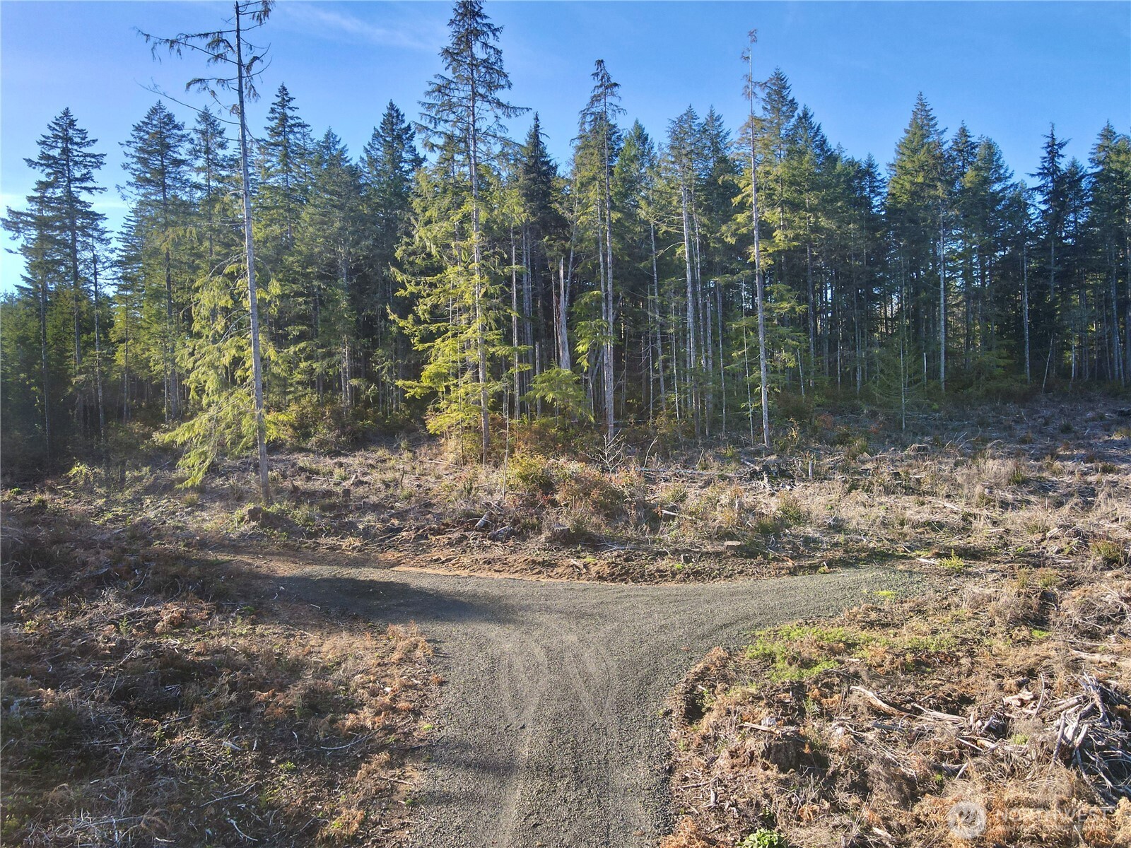 260 East Solbakk Veien Road Shelton, WA 98584 - Photo 10 of 38 a view of a yard with a tree in the background