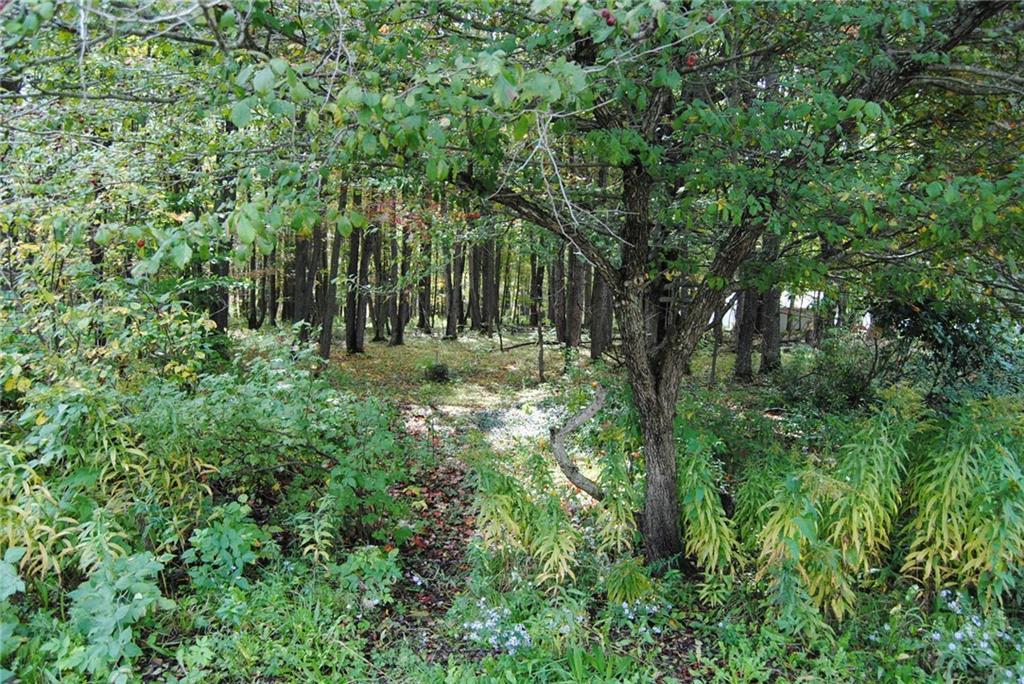 a big yard with lots of green space and deers