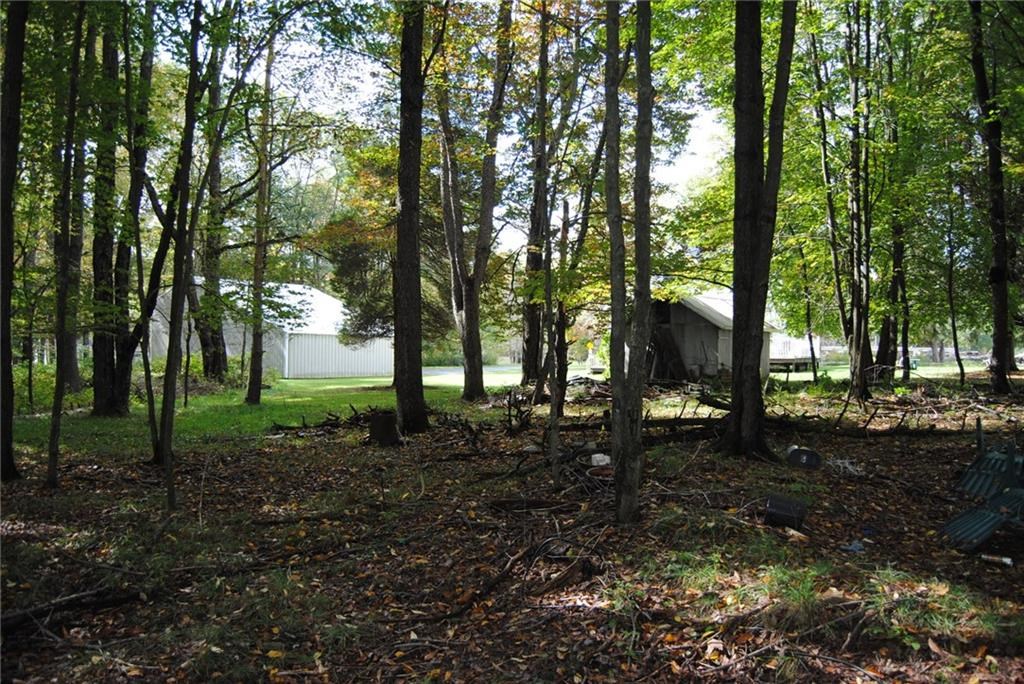 0 Chestnut Street Mount Jewett, PA 16740 - Photo 11 of 14 a view of a forest that has large trees