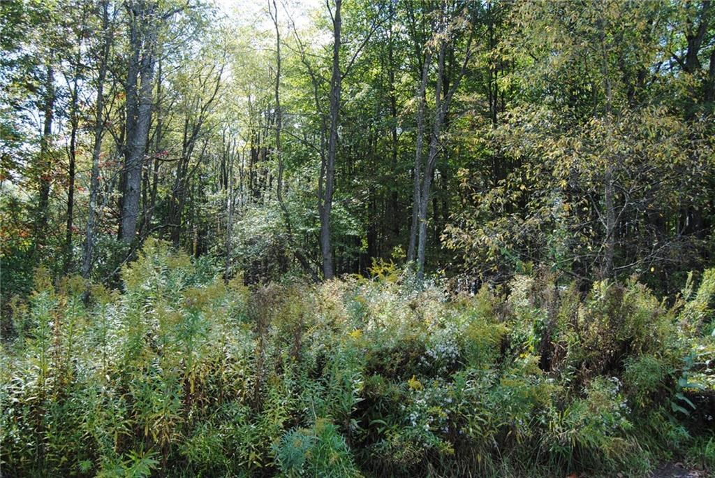 0 Chestnut Street Mount Jewett, PA 16740 - Photo 13 of 14 a view of a lush green forest