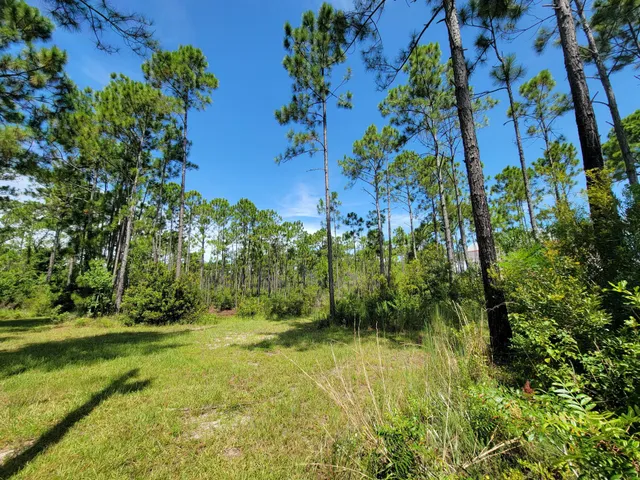 a view of a yard with plants
