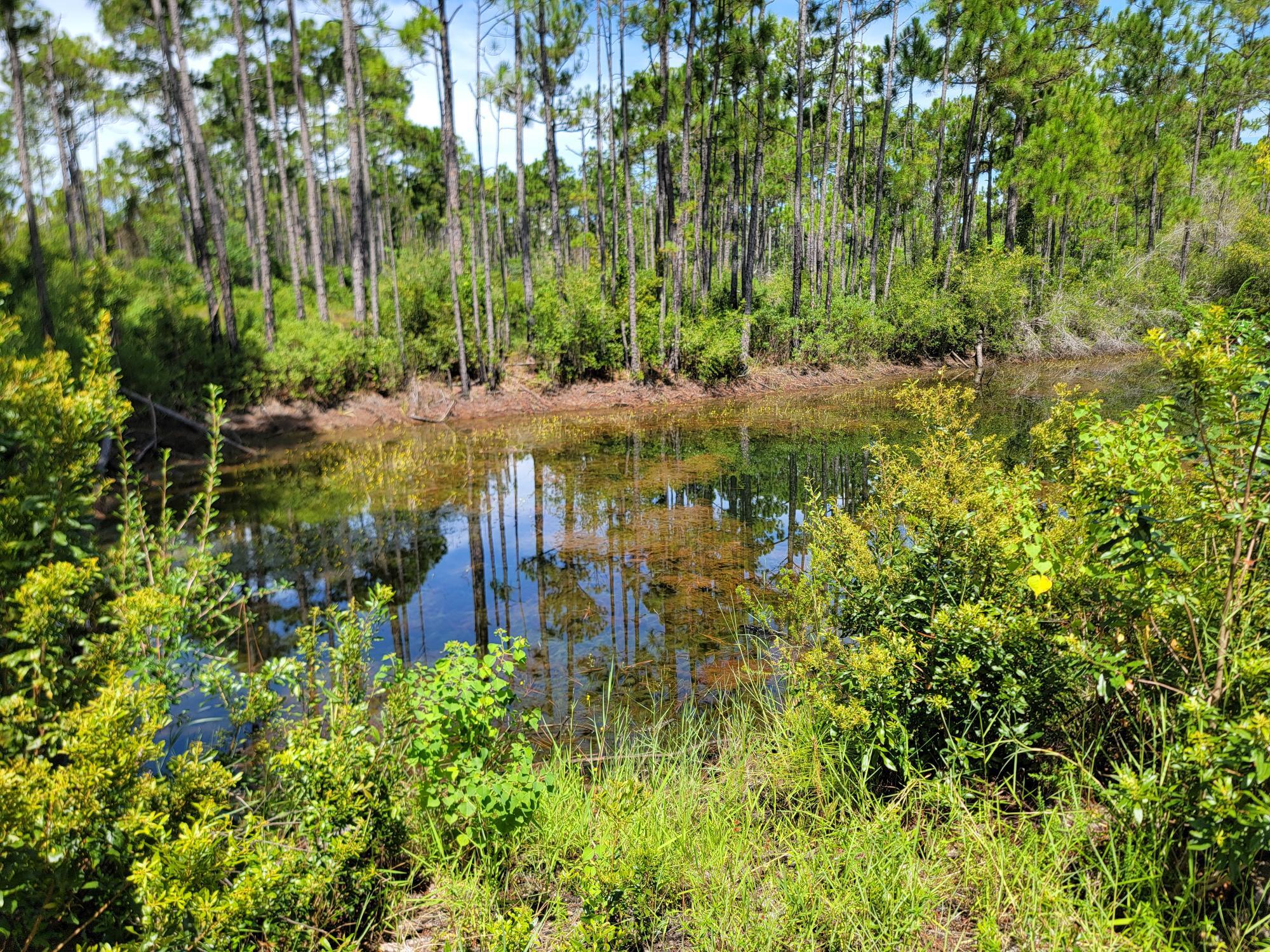 Lot 8 Delbert Lane Santa Rosa Beach, FL 32459 - Photo 5 of 9 a view of a lake with a tree