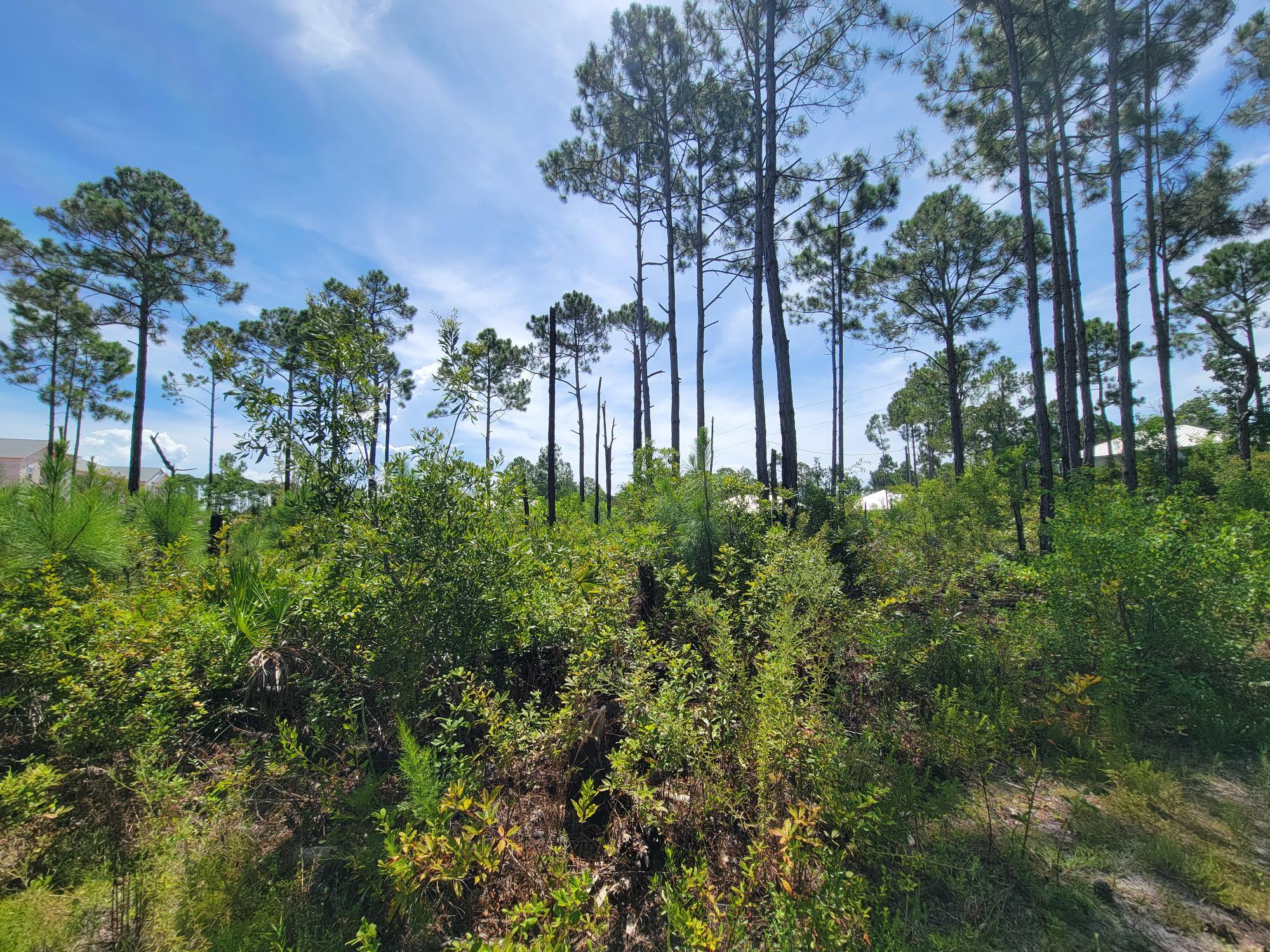 Lot 8 Delbert Lane Santa Rosa Beach, FL 32459 - Photo 7 of 9 a view of a garden with a building in background