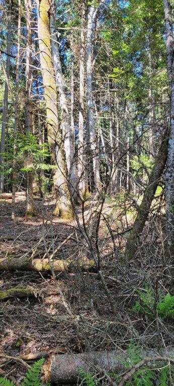 835 Gardner Creek Road Wade, ME 04786 - Photo 15 of 28 835 Gardner Creek Road (15)