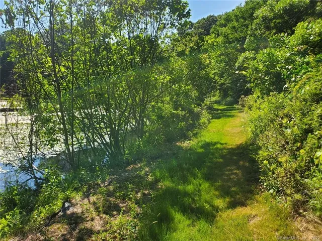 a view of a tree in a yard