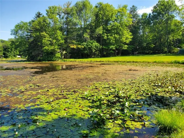 a view of a swimming pool and trees in the background
