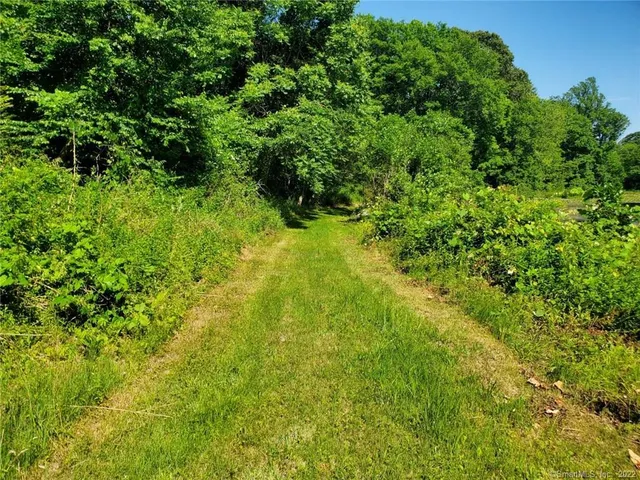 a view of a lush green forest