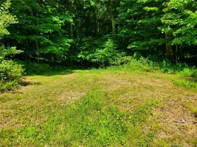 a view of a yard with plants and large trees