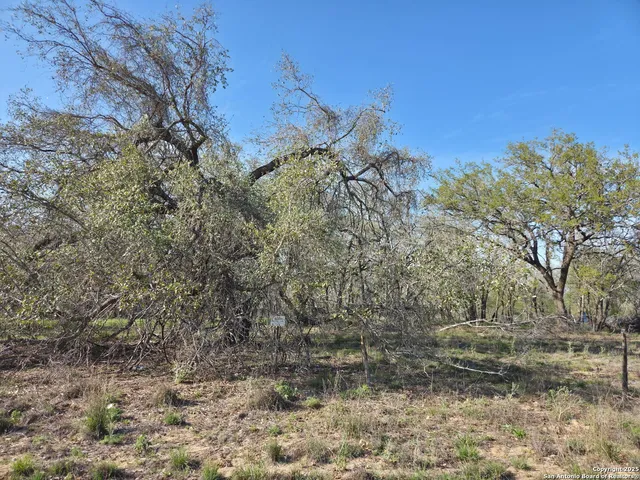 a view of a yard with lots of bushes