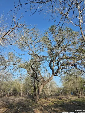 a view of a dry yard with lots of trees