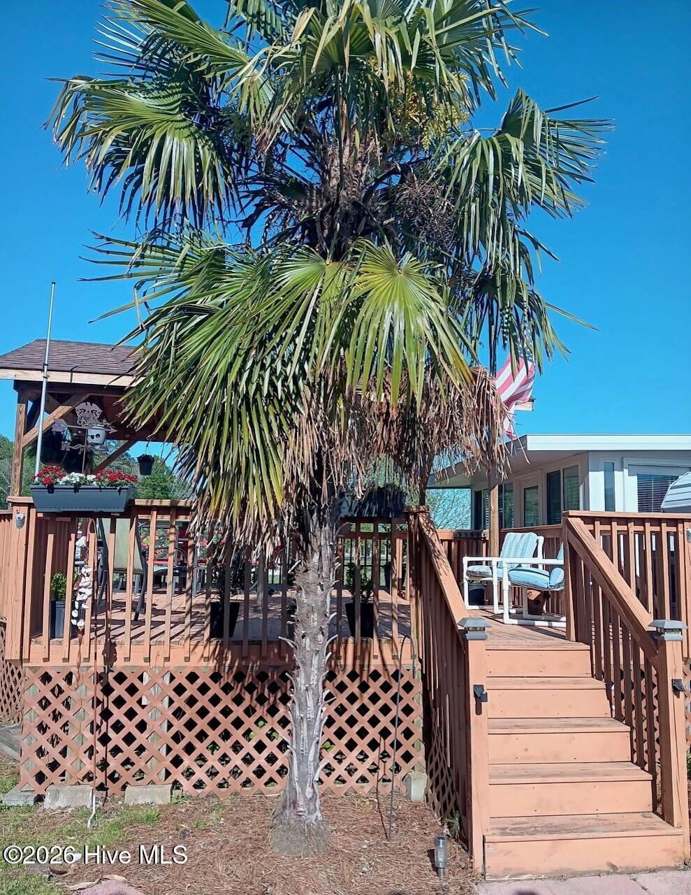 112 Keeter Barn Road South Mills, NC 27976 - Photo 45 of 61 Beautiful palm tree