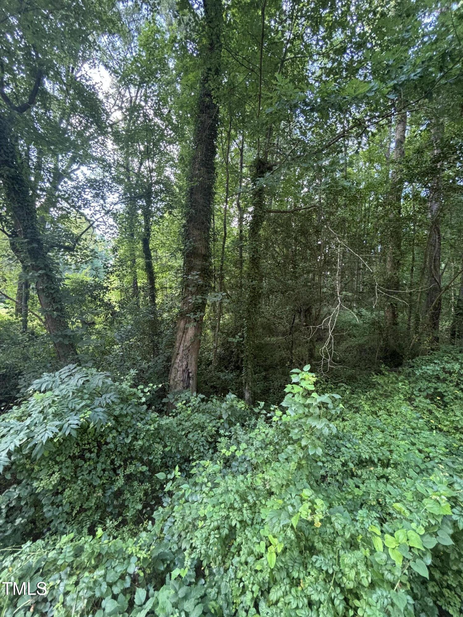 721 Grovemont Road Raleigh, NC 27603 - Photo 3 of 4 a view of a forest with trees in the background