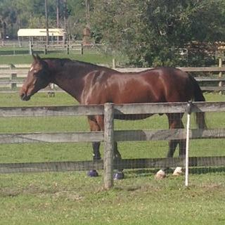 2580 C Road Loxahatchee Groves, FL 33470 - Photo 16 of 22 PADDOCK