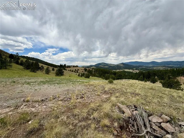 a view of a bird of the tree