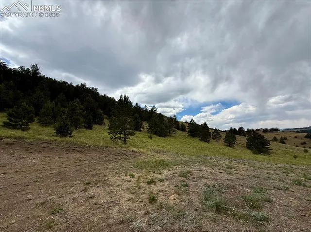 a view of a dry yard with trees