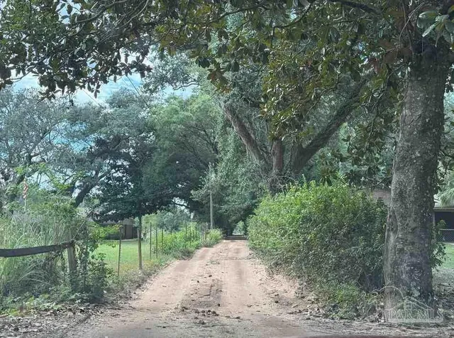 a view of a yard with plants and trees