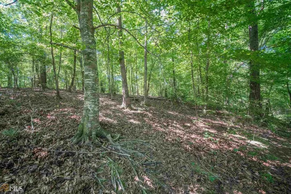 a view of a forest with trees in the background