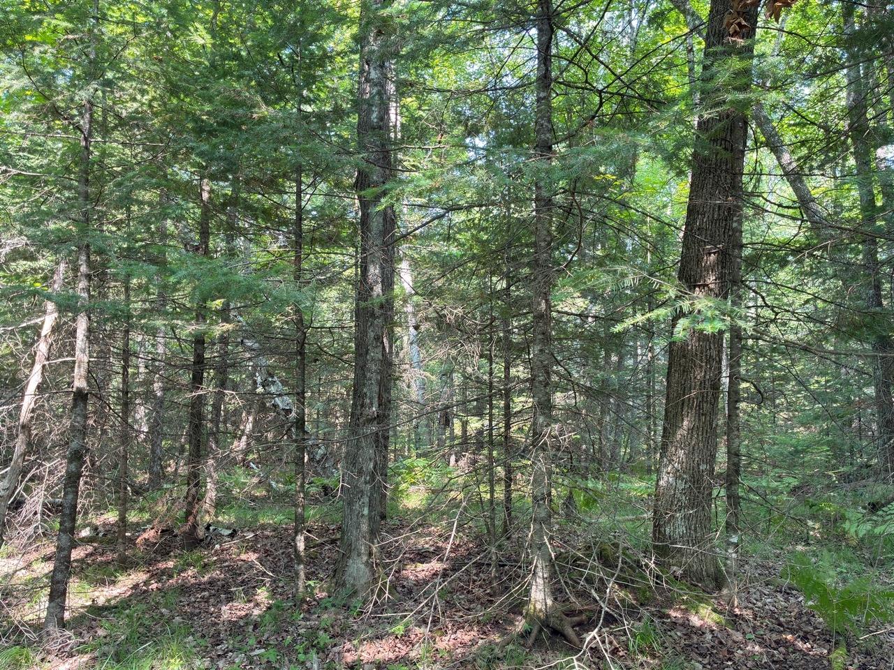 6064 Cramer Lake Road Mercer, WI 54547 - Photo 28 of 47 Gallery Image 28