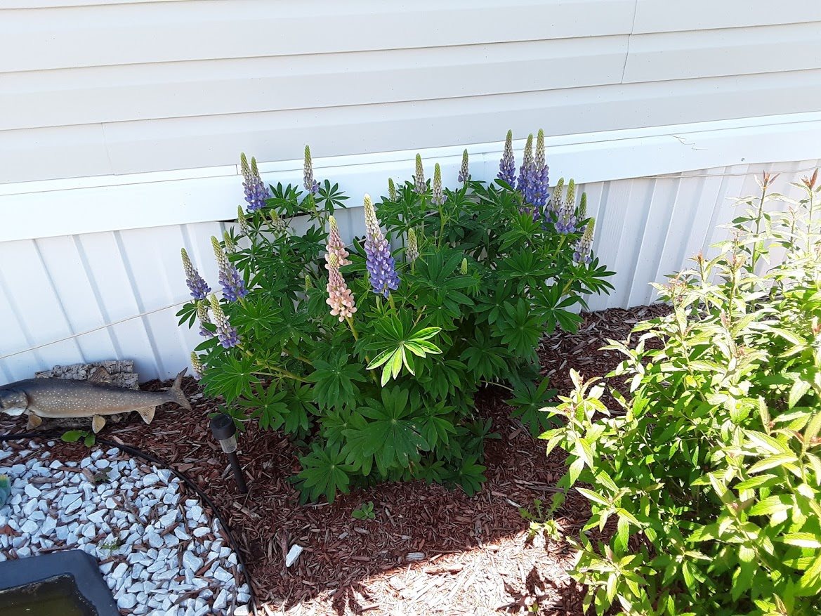 175 Leavitt Road, Unit 6 Pittsfield, NH 03263 - Photo 15 of 22 Gallery Image 15