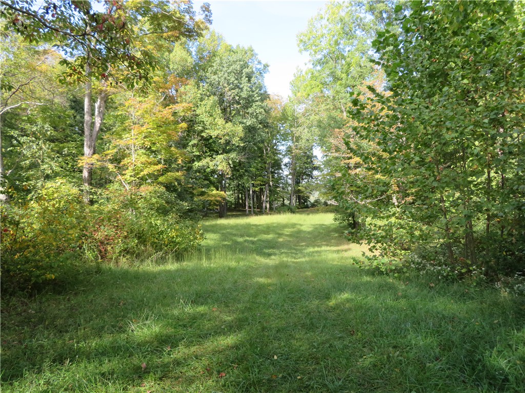 748 Inlow Avenue Peebles, OH 45660 - Photo 55 of 61 A verdant clearing awaits, bordered by lush foliage under a clear sky.