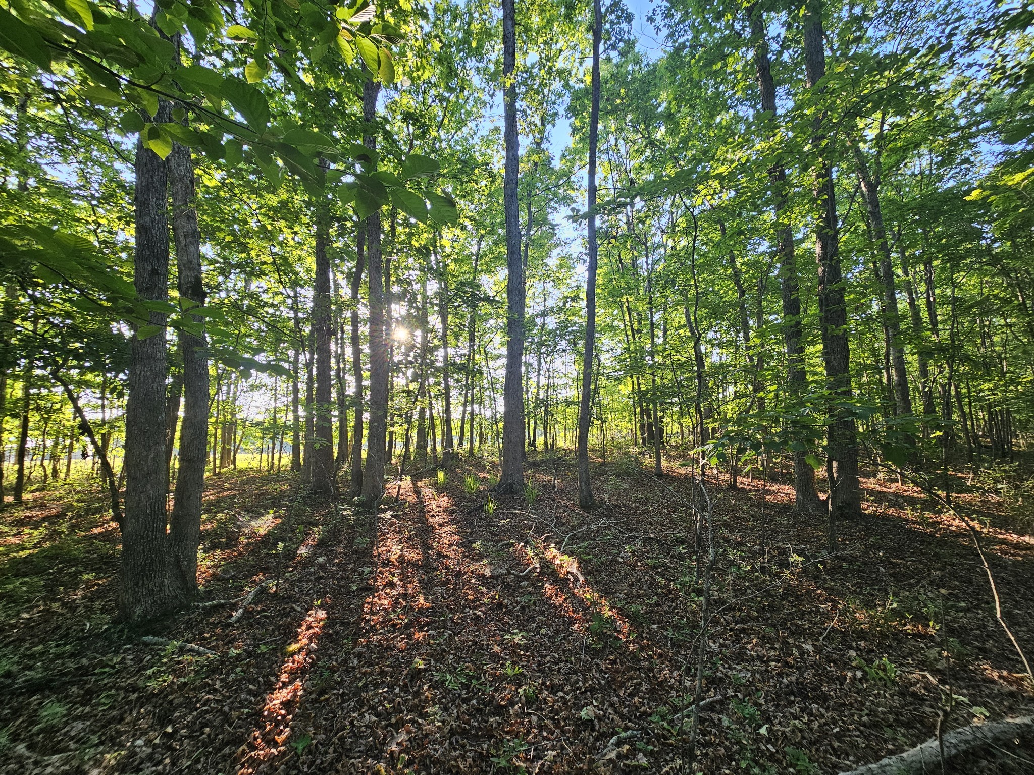 10 Griswold Road Altamont, TN 37301 - Photo 2 of 35 a view of outdoor space and trees